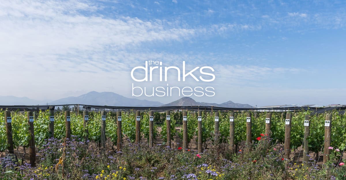 The Drinks Business highlights our Innovative project: Sundial Vineyard