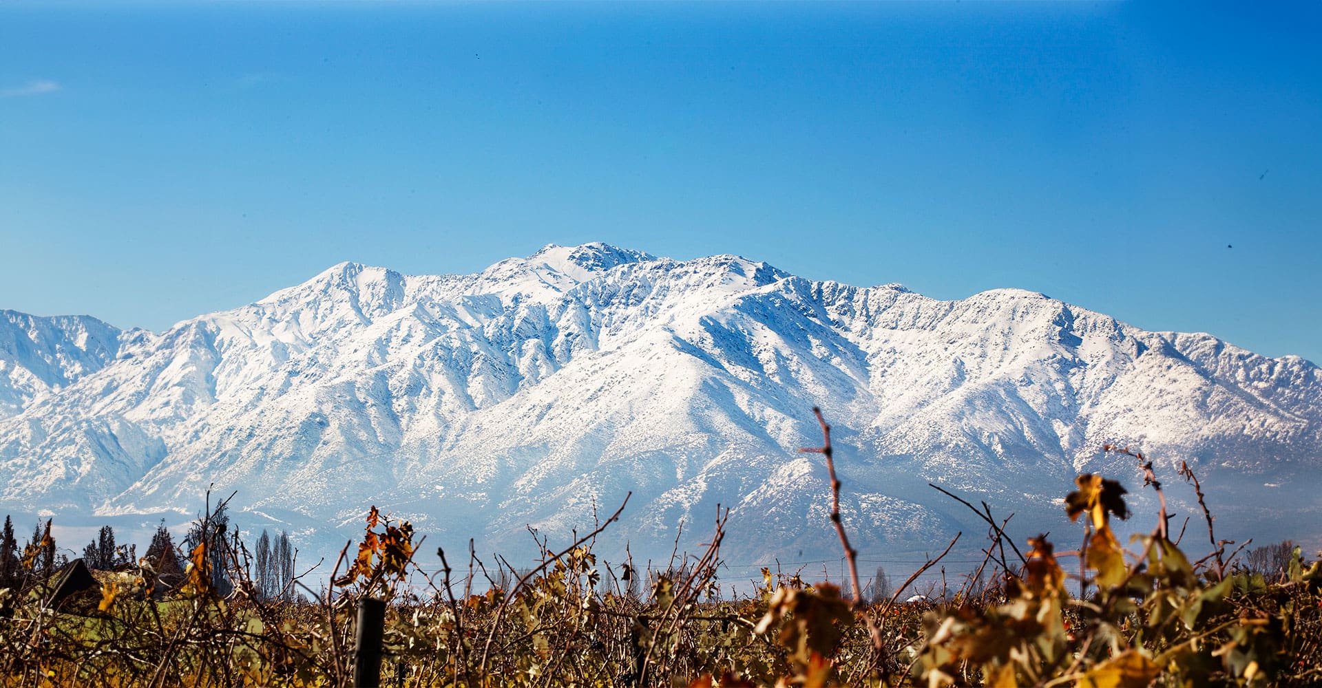 Don Melchor 2021 es parte de los Vinos del Año 2024 publicado por los Masters of Wines Susie Barrie y Peter Richards